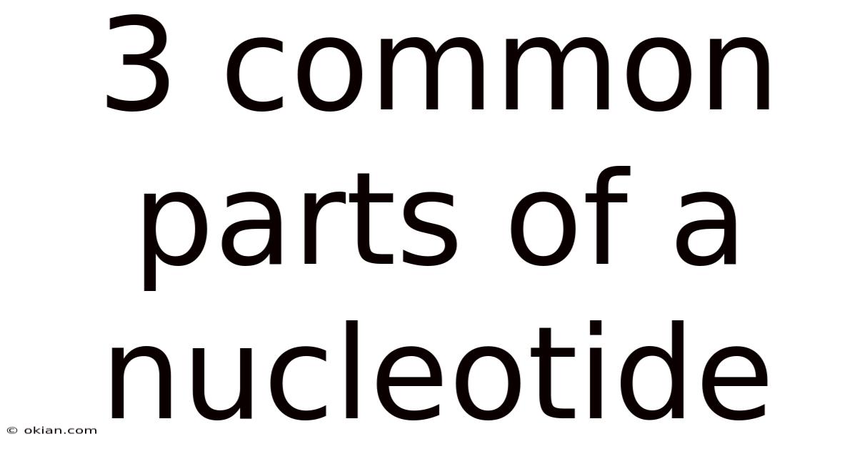 3 Common Parts Of A Nucleotide