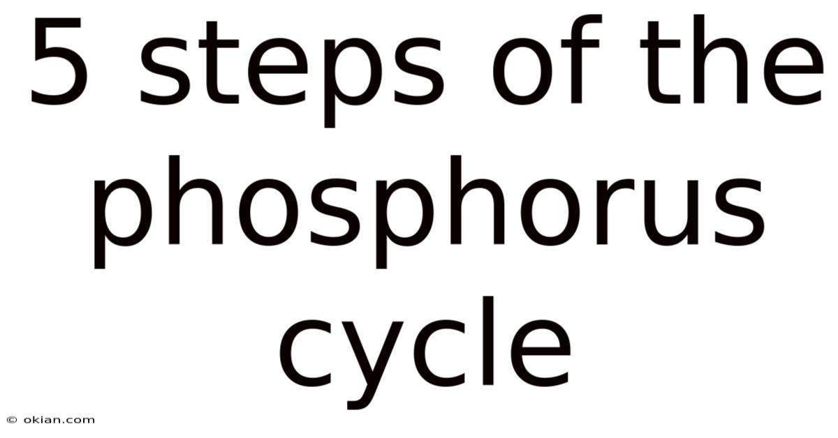 5 Steps Of The Phosphorus Cycle