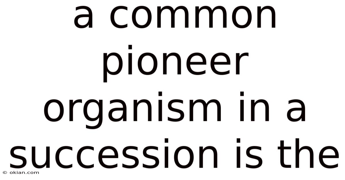 A Common Pioneer Organism In A Succession Is The