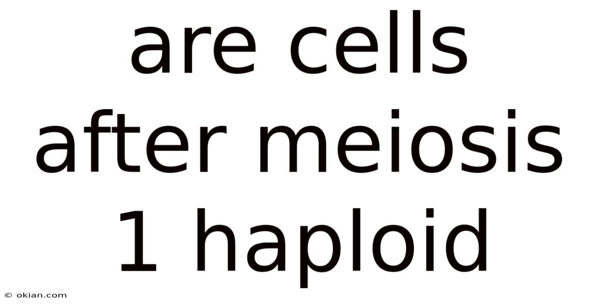 Are Cells After Meiosis 1 Haploid