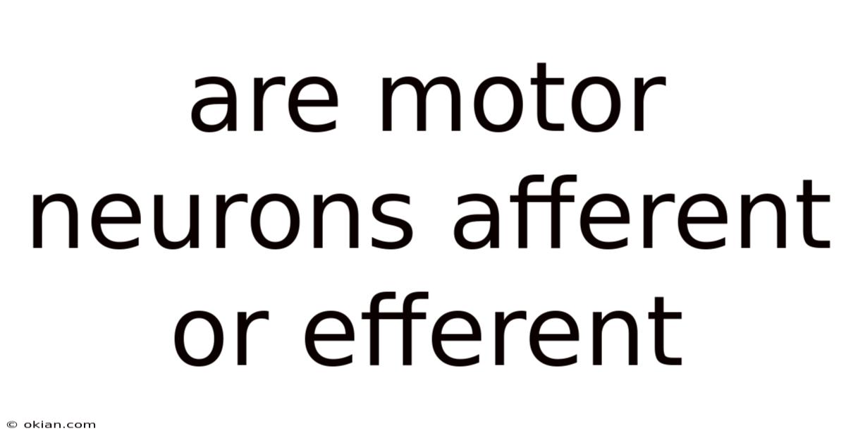 Are Motor Neurons Afferent Or Efferent