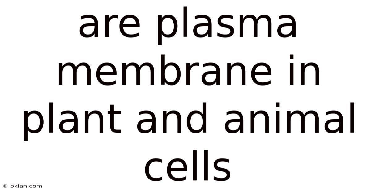 Are Plasma Membrane In Plant And Animal Cells