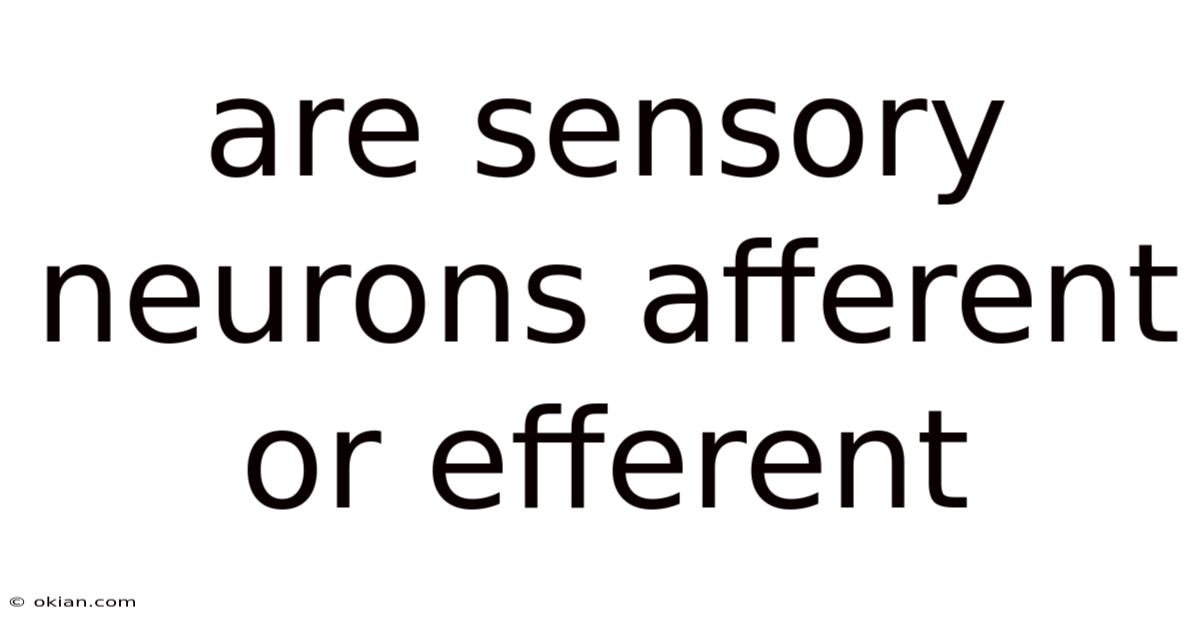 Are Sensory Neurons Afferent Or Efferent
