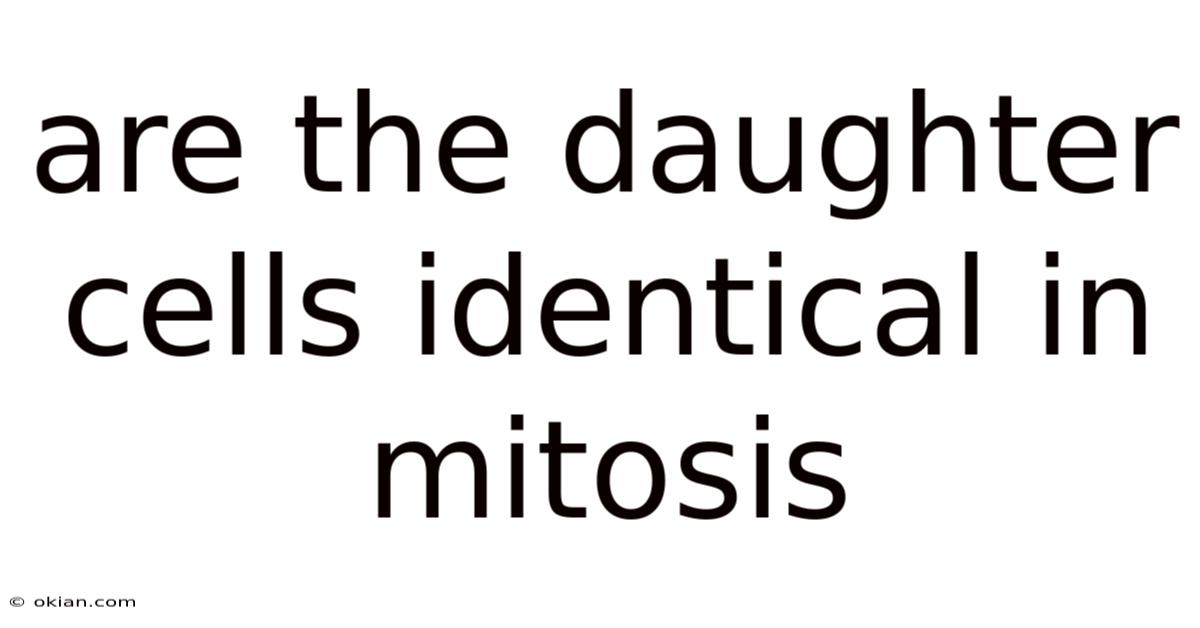 Are The Daughter Cells Identical In Mitosis
