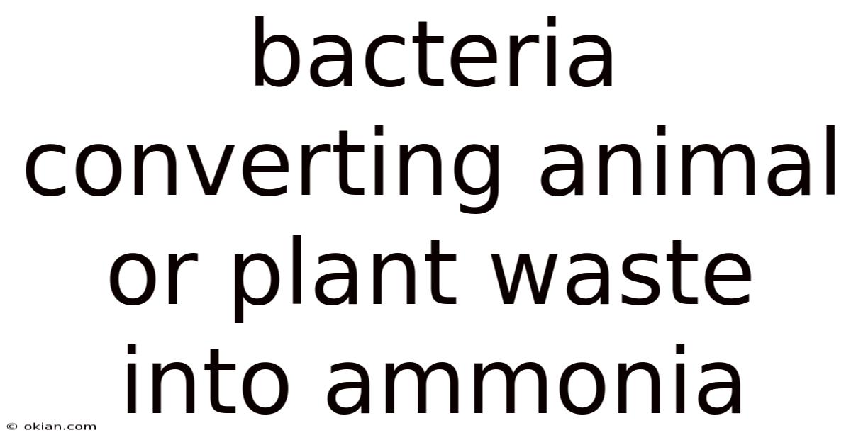 Bacteria Converting Animal Or Plant Waste Into Ammonia
