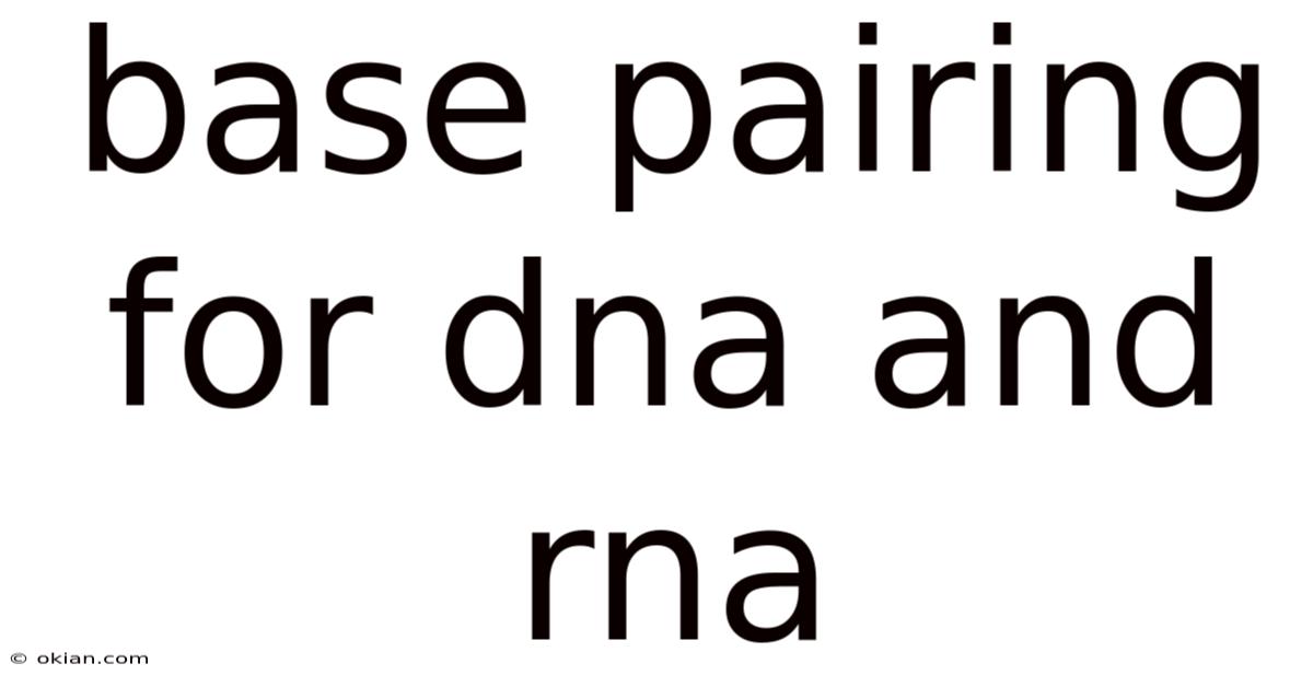 Base Pairing For Dna And Rna