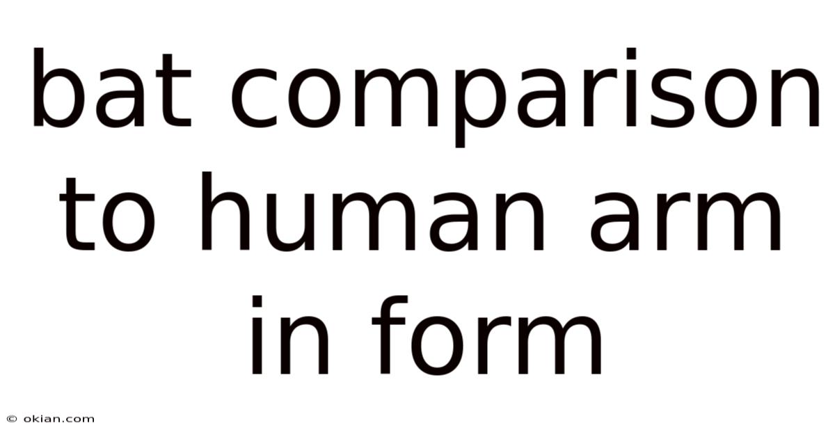Bat Comparison To Human Arm In Form