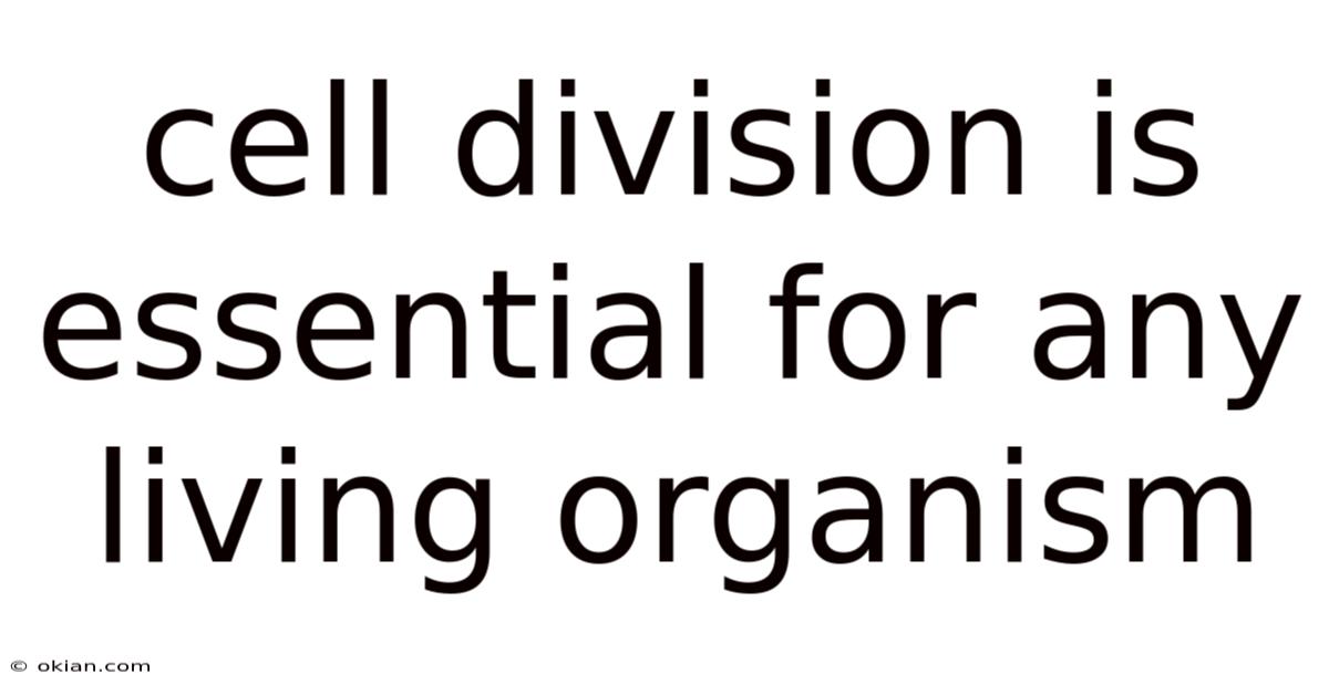 Cell Division Is Essential For Any Living Organism