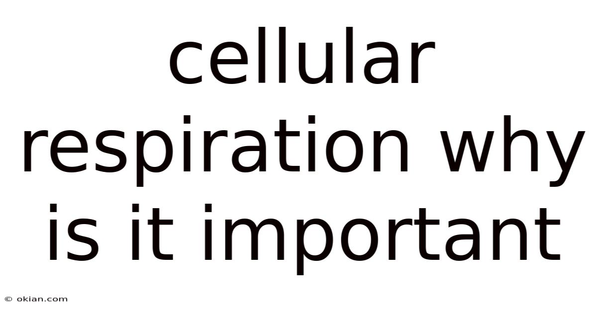 Cellular Respiration Why Is It Important