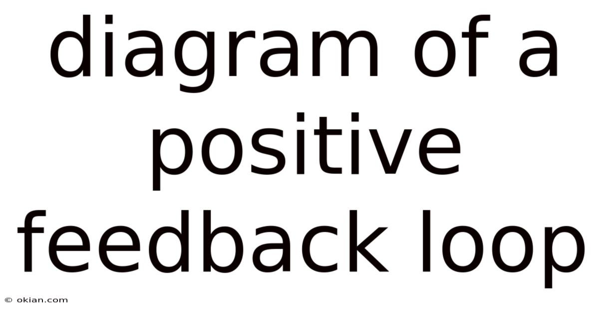 Diagram Of A Positive Feedback Loop