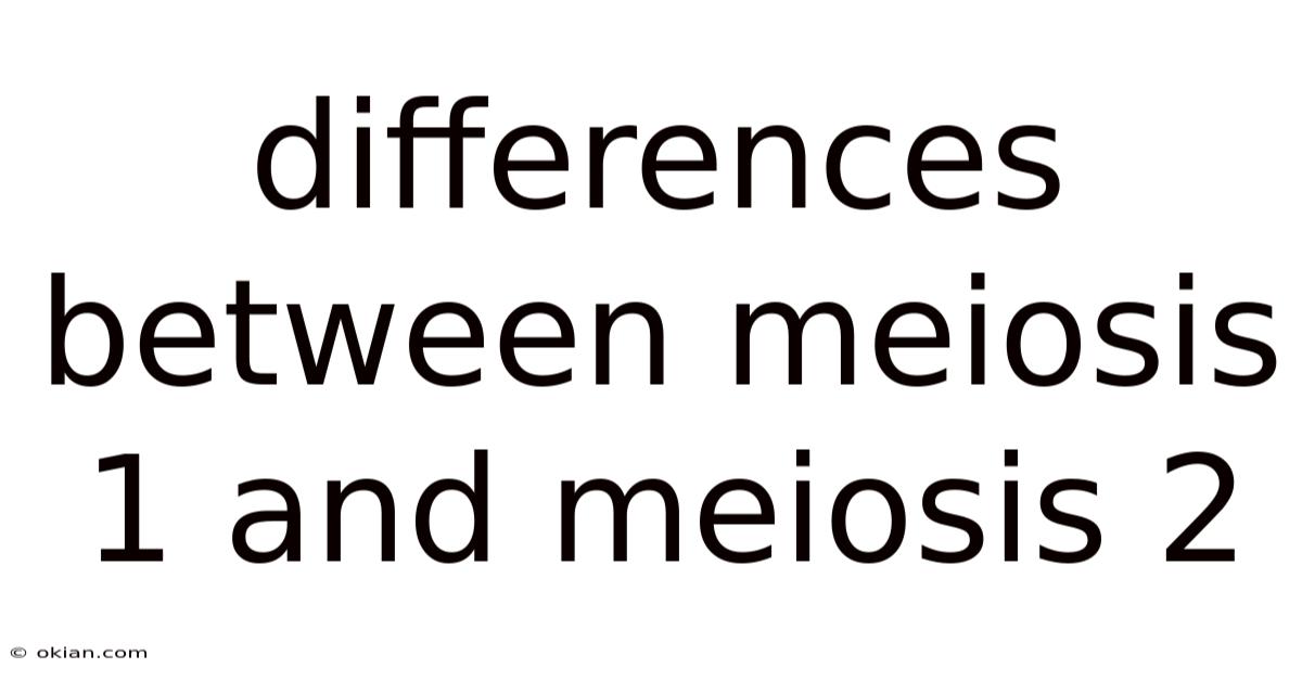 Differences Between Meiosis 1 And Meiosis 2