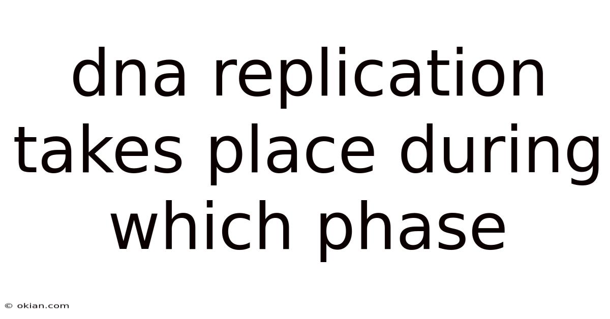 Dna Replication Takes Place During Which Phase