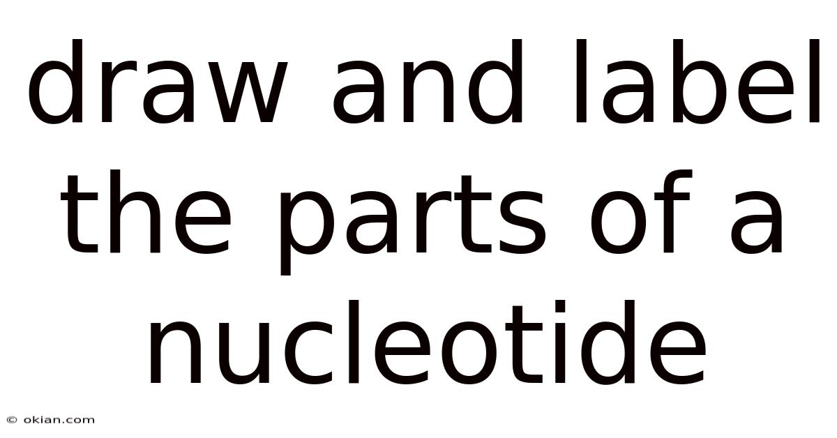 Draw And Label The Parts Of A Nucleotide