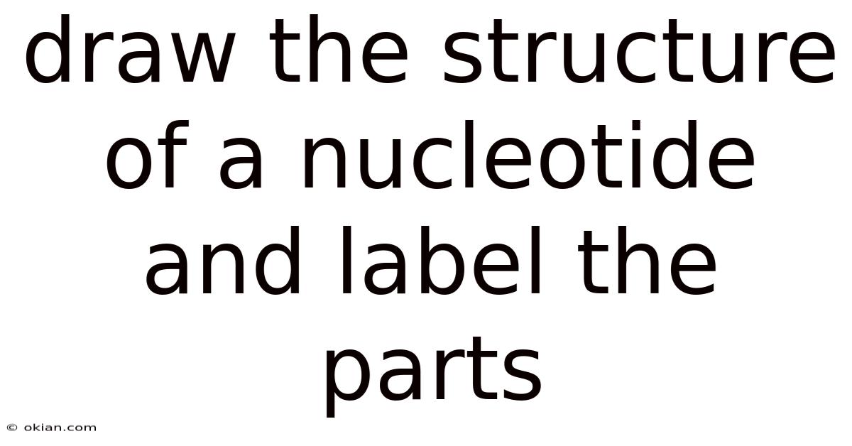 Draw The Structure Of A Nucleotide And Label The Parts