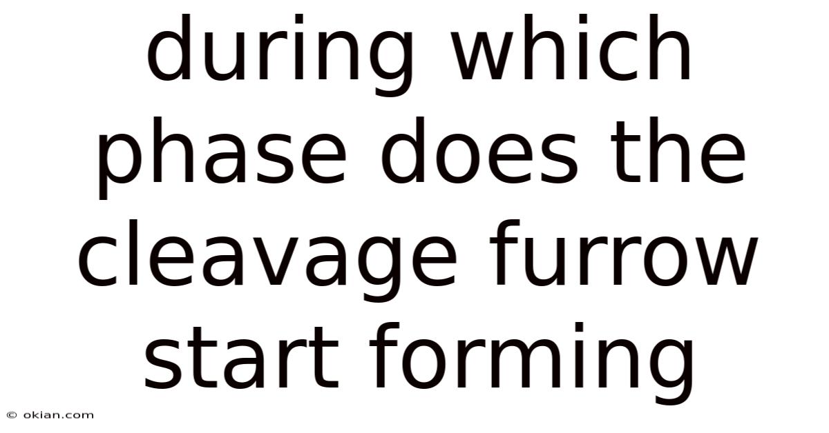 During Which Phase Does The Cleavage Furrow Start Forming