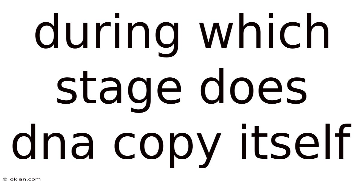 During Which Stage Does Dna Copy Itself