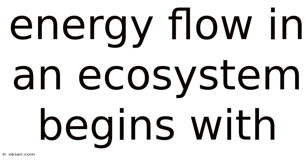 Energy Flow In An Ecosystem Begins With