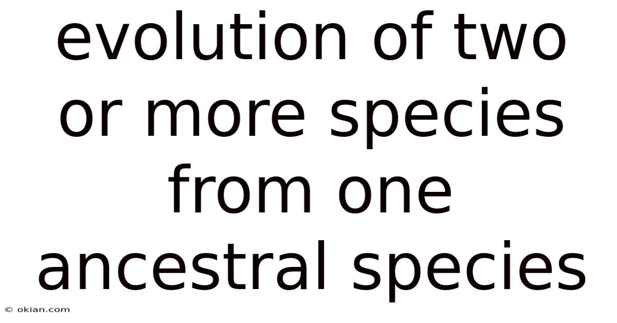 Evolution Of Two Or More Species From One Ancestral Species