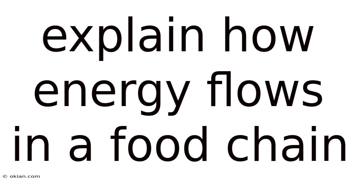 Explain How Energy Flows In A Food Chain