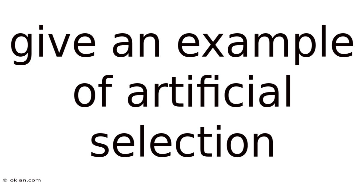 Give An Example Of Artificial Selection