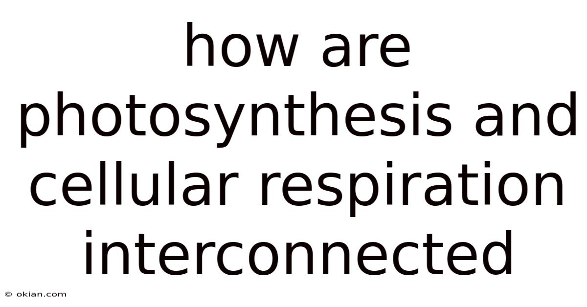 How Are Photosynthesis And Cellular Respiration Interconnected