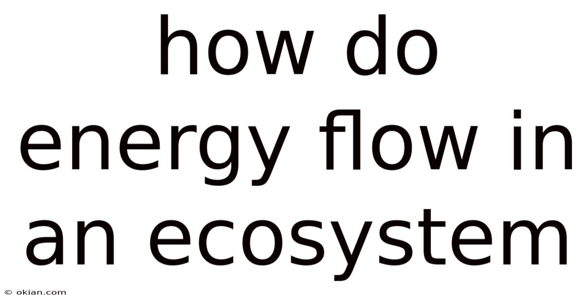 How Do Energy Flow In An Ecosystem