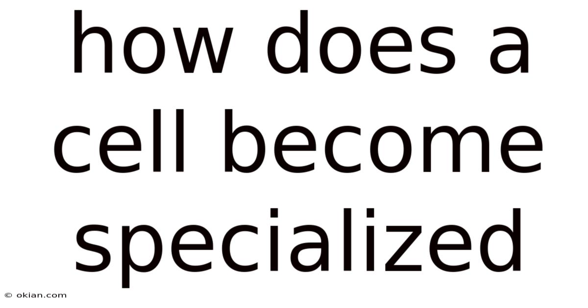 How Does A Cell Become Specialized