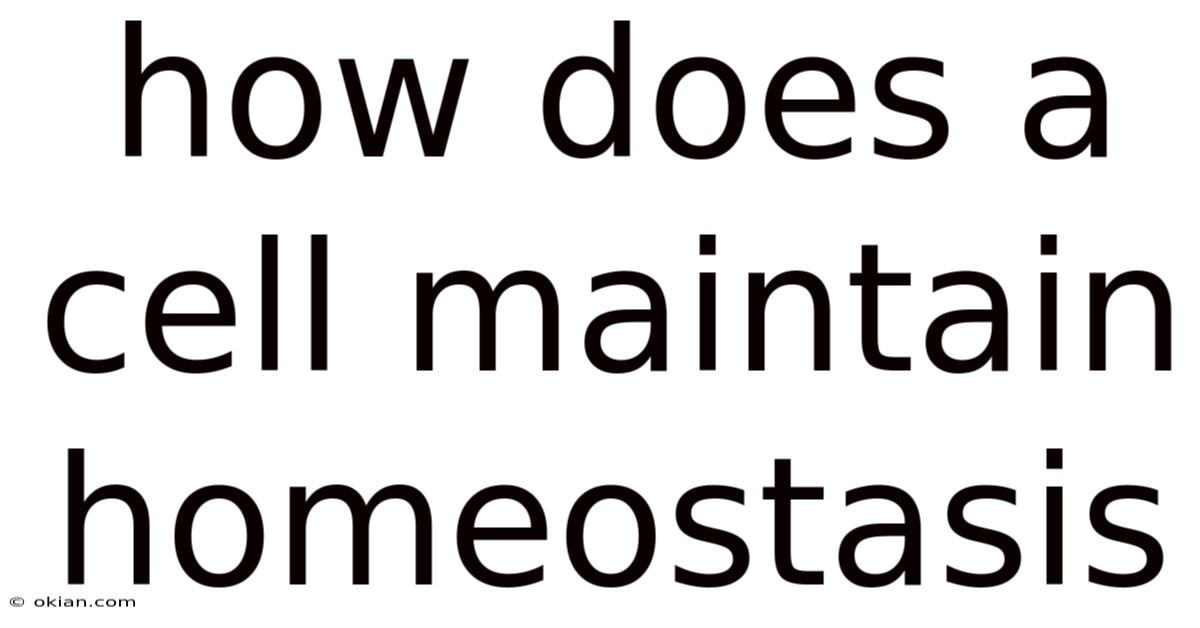 How Does A Cell Maintain Homeostasis
