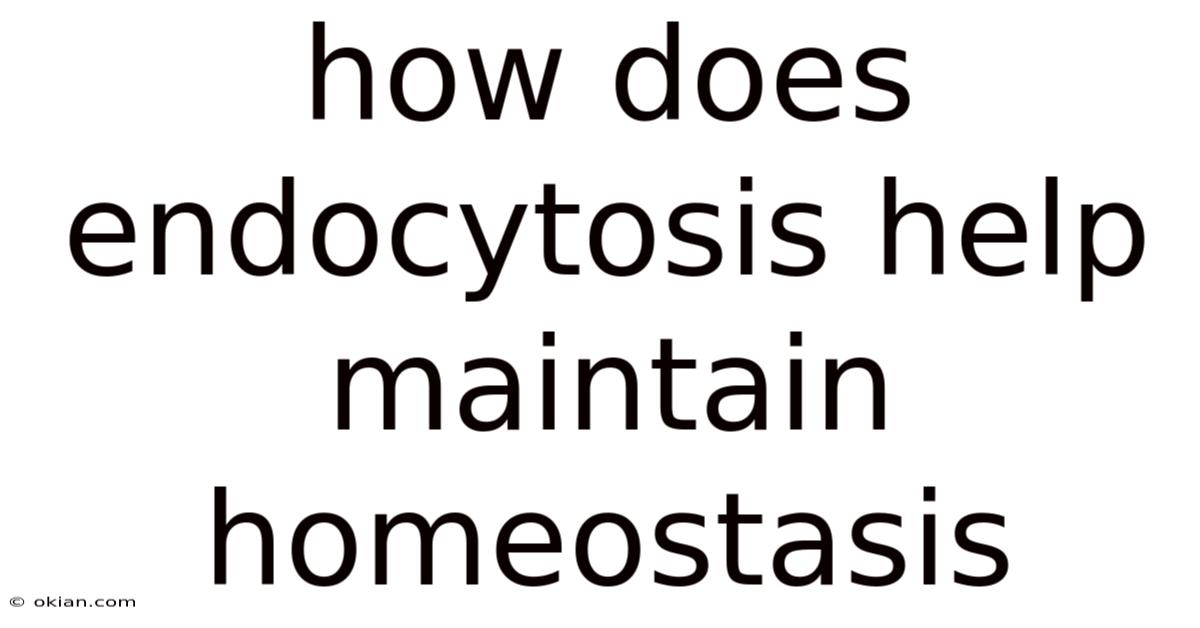 How Does Endocytosis Help Maintain Homeostasis