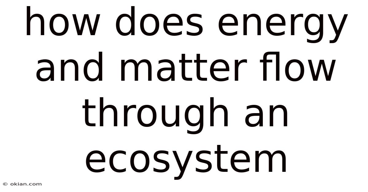 How Does Energy And Matter Flow Through An Ecosystem