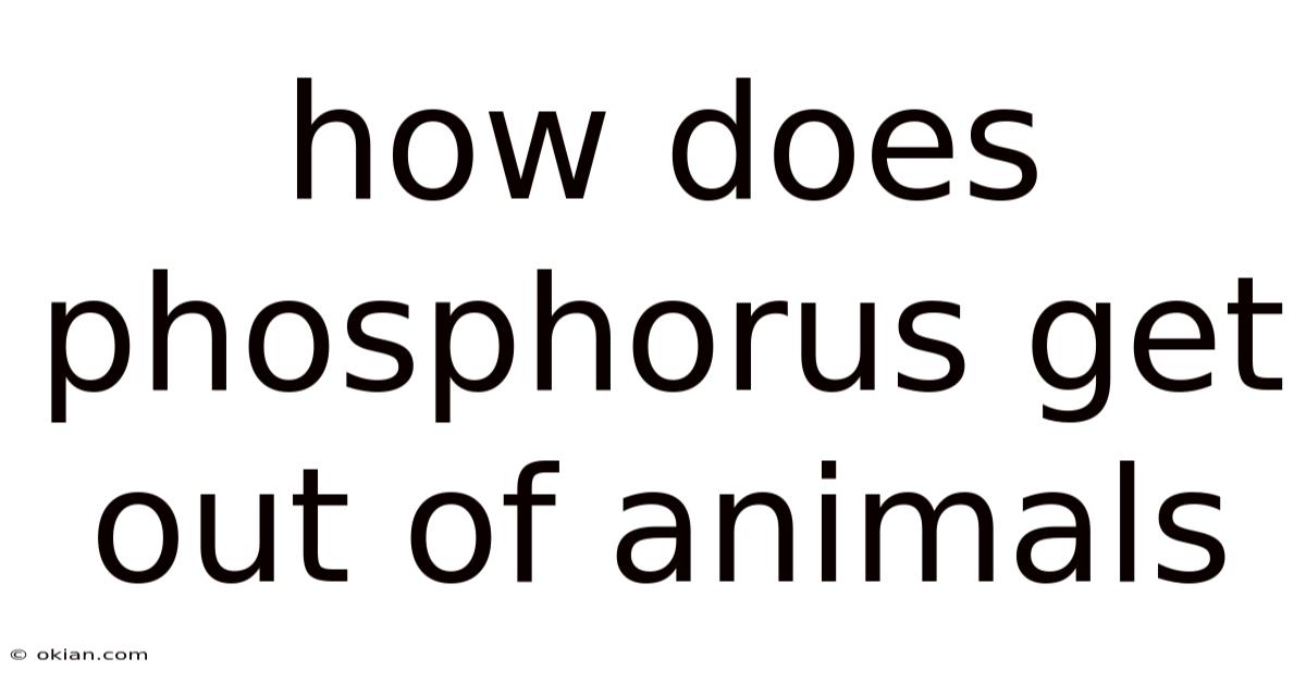 How Does Phosphorus Get Out Of Animals