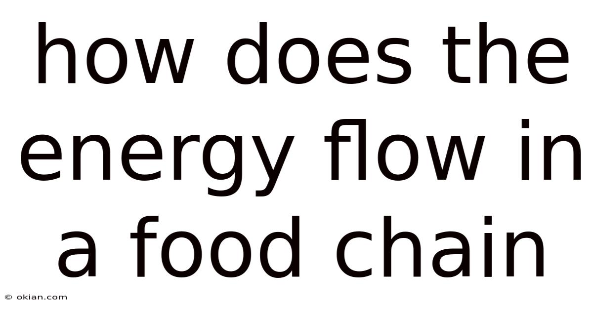 How Does The Energy Flow In A Food Chain