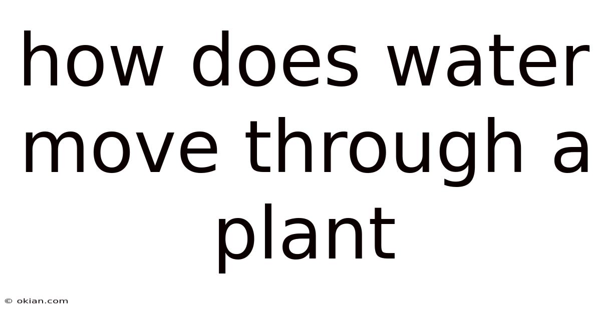 How Does Water Move Through A Plant