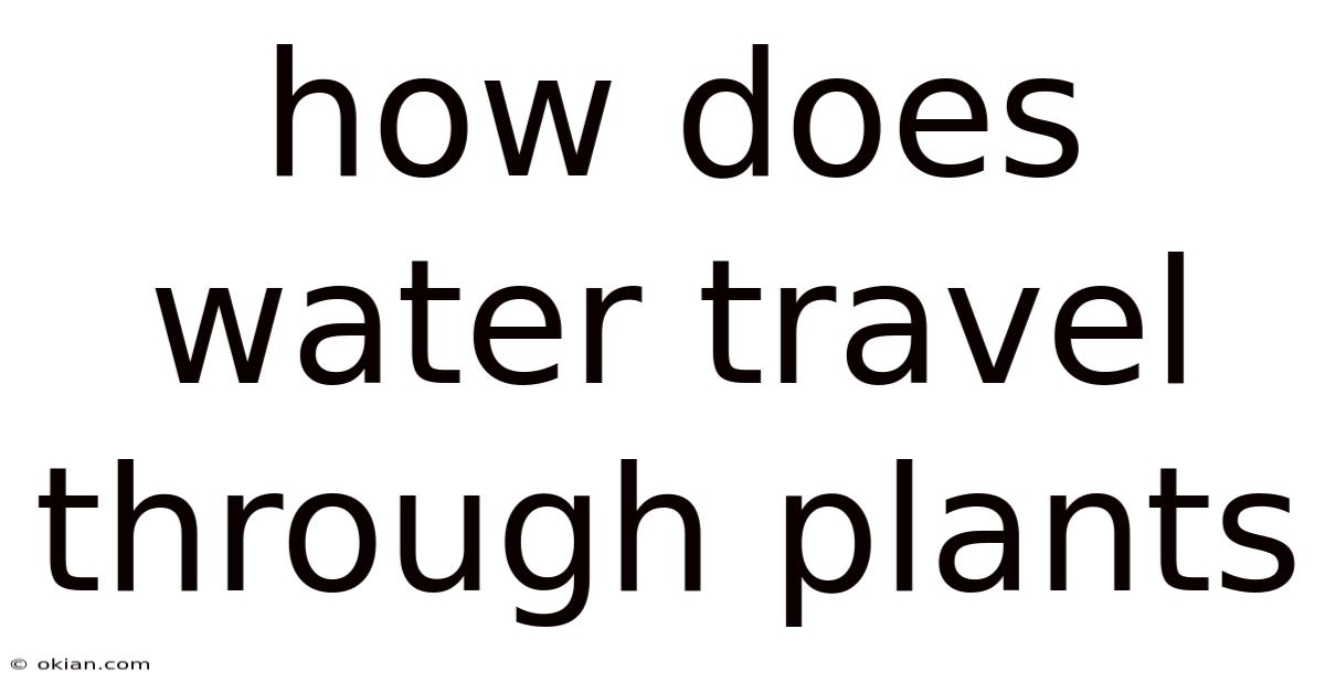 How Does Water Travel Through Plants