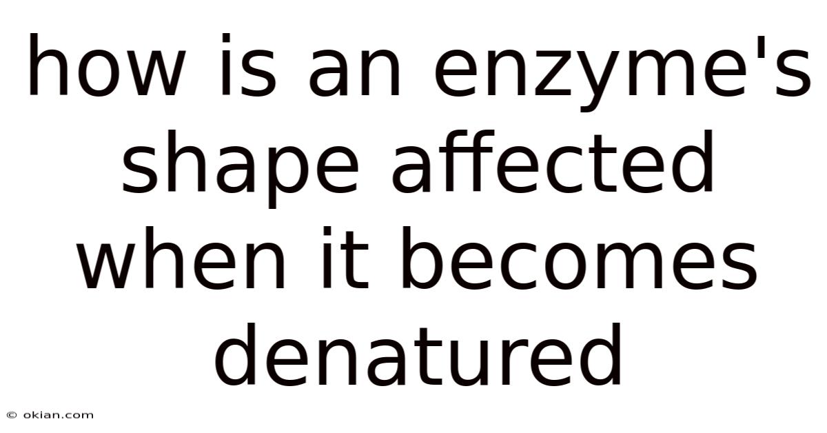 How Is An Enzyme's Shape Affected When It Becomes Denatured