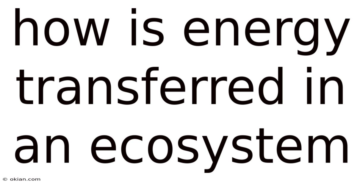 How Is Energy Transferred In An Ecosystem
