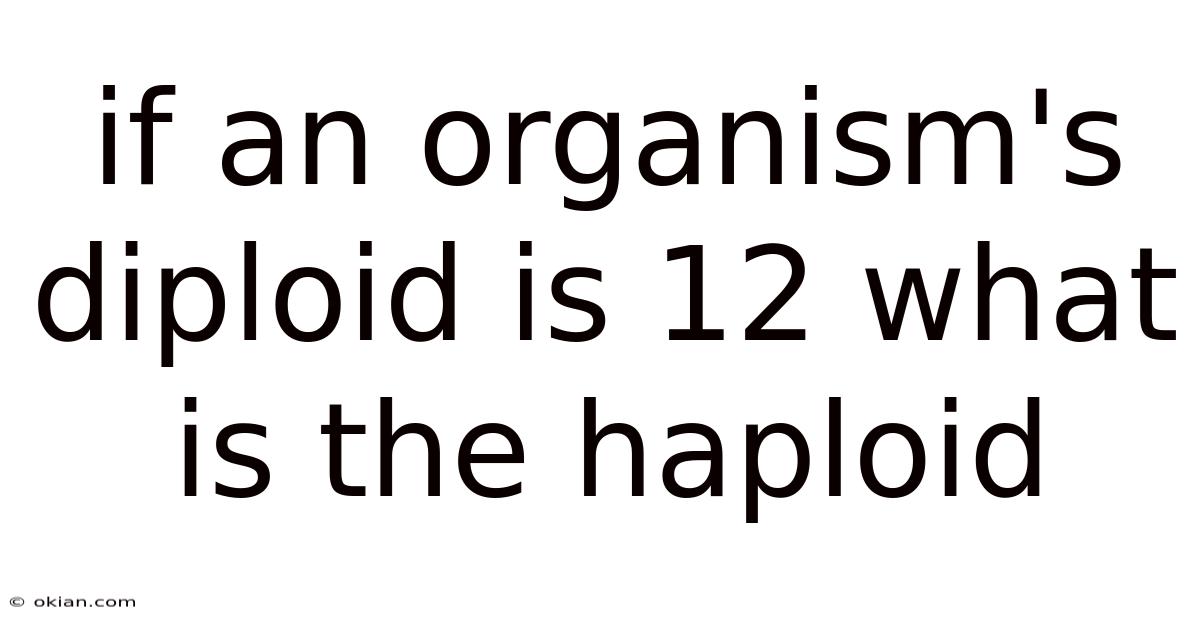 If An Organism's Diploid Is 12 What Is The Haploid