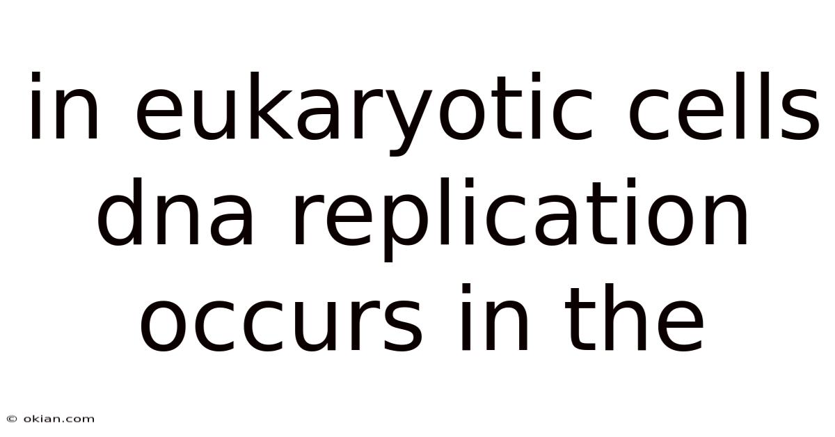 In Eukaryotic Cells Dna Replication Occurs In The