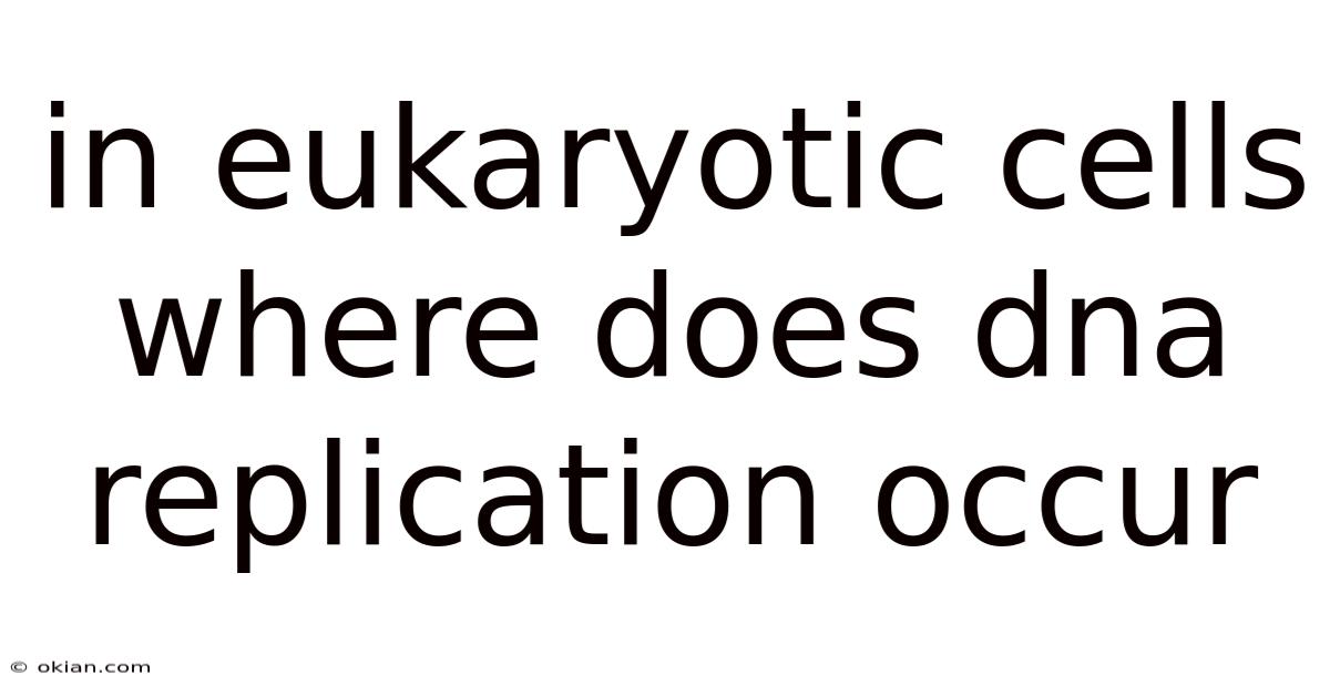 In Eukaryotic Cells Where Does Dna Replication Occur