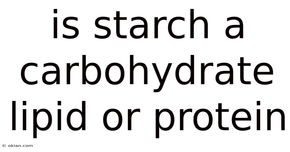 Is Starch A Carbohydrate Lipid Or Protein
