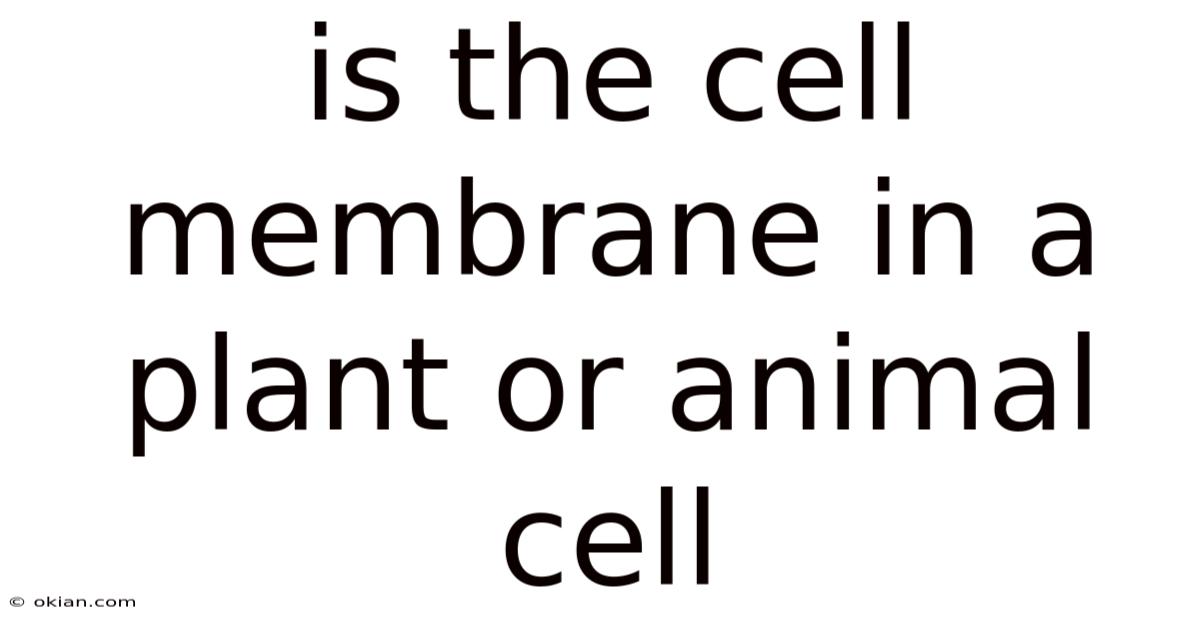 Is The Cell Membrane In A Plant Or Animal Cell