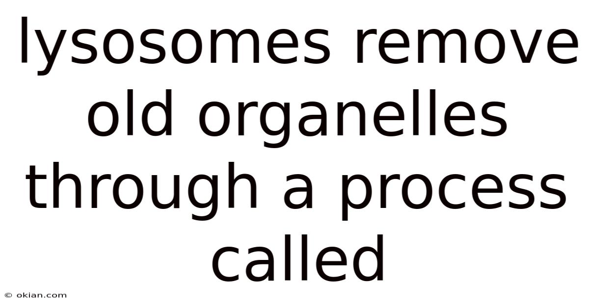 Lysosomes Remove Old Organelles Through A Process Called