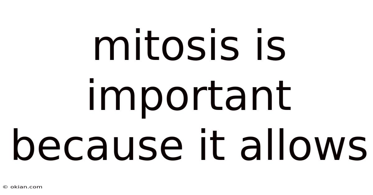 Mitosis Is Important Because It Allows