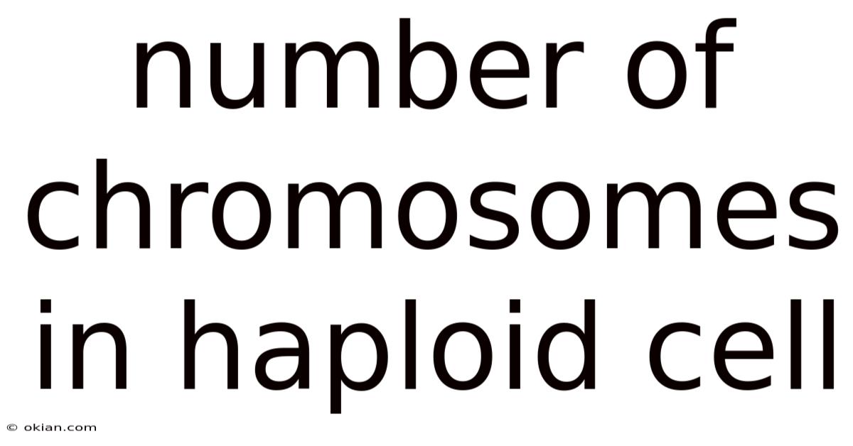 Number Of Chromosomes In Haploid Cell
