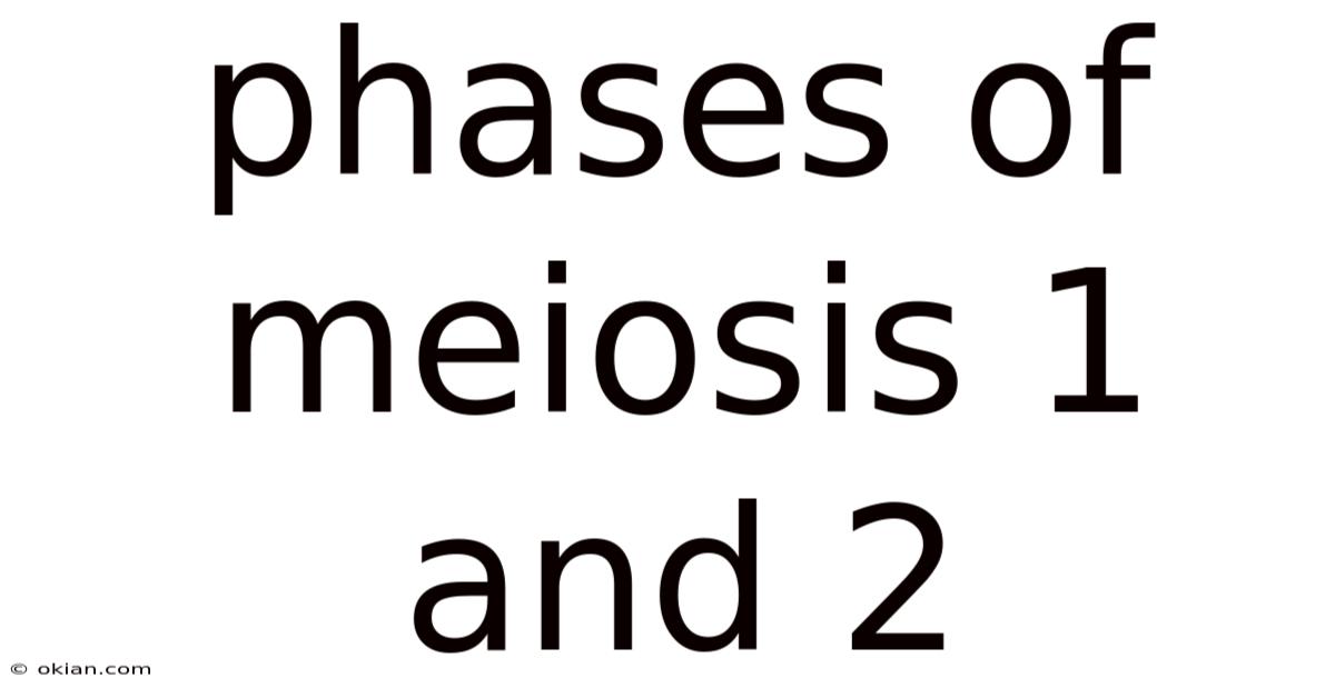 Phases Of Meiosis 1 And 2