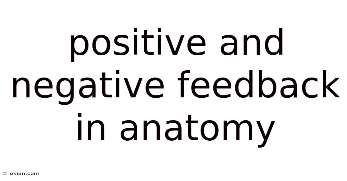 Positive And Negative Feedback In Anatomy