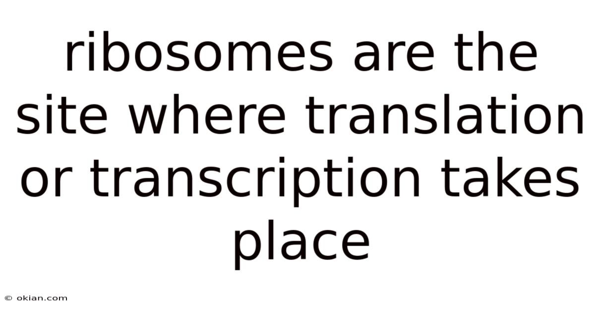 Ribosomes Are The Site Where Translation Or Transcription Takes Place