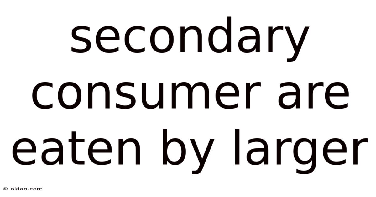 Secondary Consumer Are Eaten By Larger
