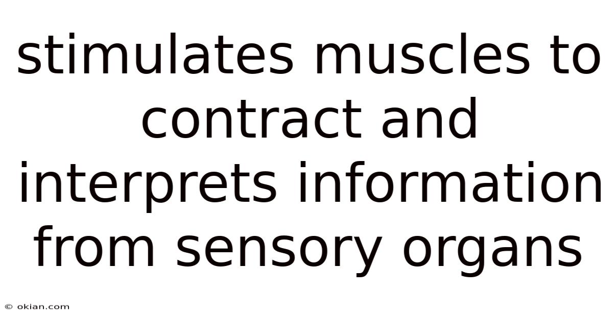 Stimulates Muscles To Contract And Interprets Information From Sensory Organs