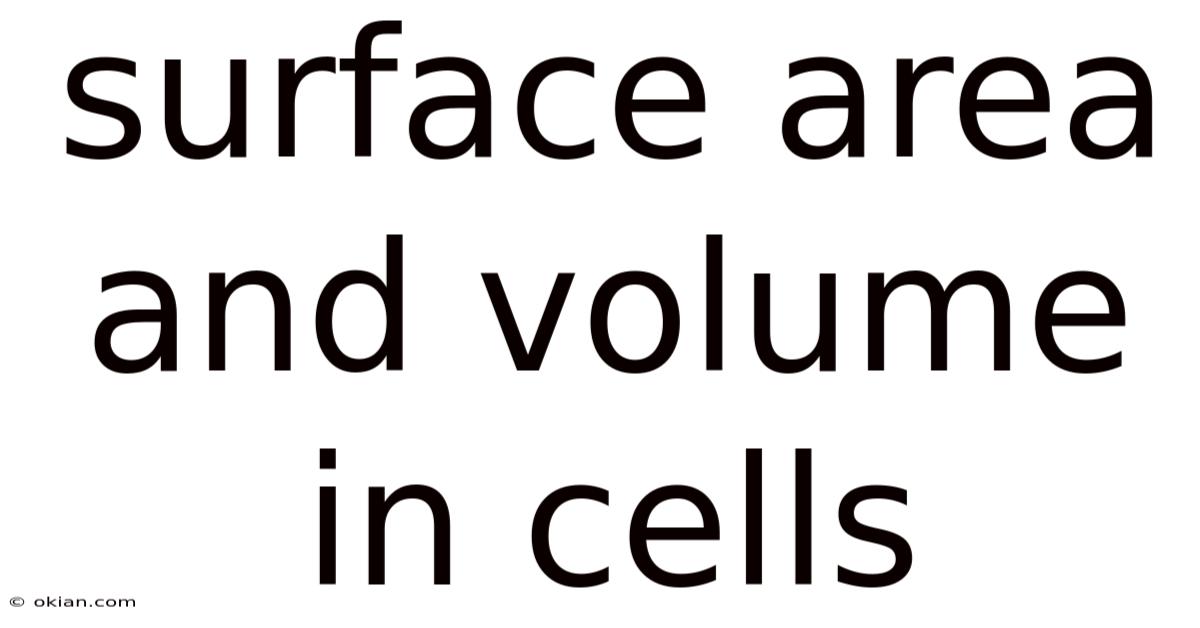 Surface Area And Volume In Cells